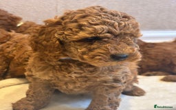 Cockapoo dogs for sale: F1B cockapoo puppies  - Image 5