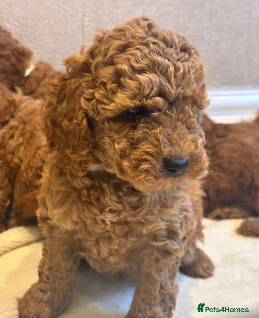Cockapoo dogs for sale: F1B cockapoo puppies  - Image 5