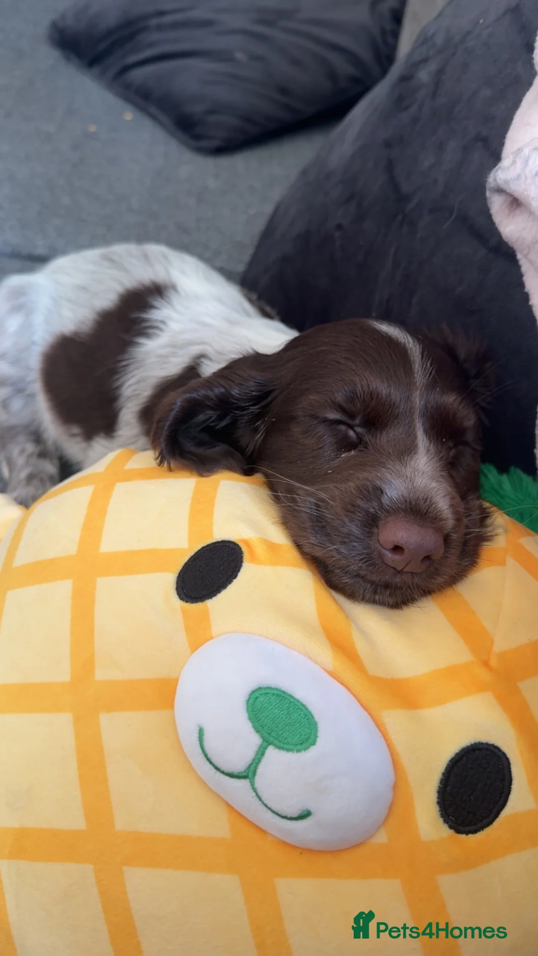 Cocker Spaniel dogs for sale: Beautiful 7month old cocker spaniel  - Advert 3