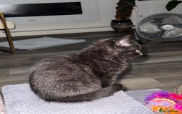 Persian cats for sale: All Black long hair Persian mixed  - Image 2
