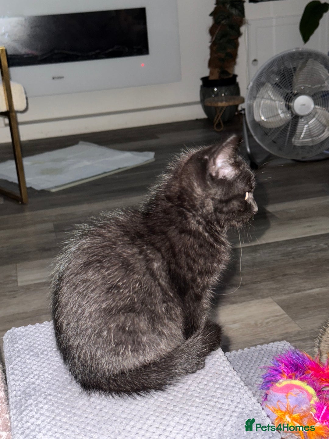 Persian cats for sale: All Black long hair Persian mixed  - Image 2