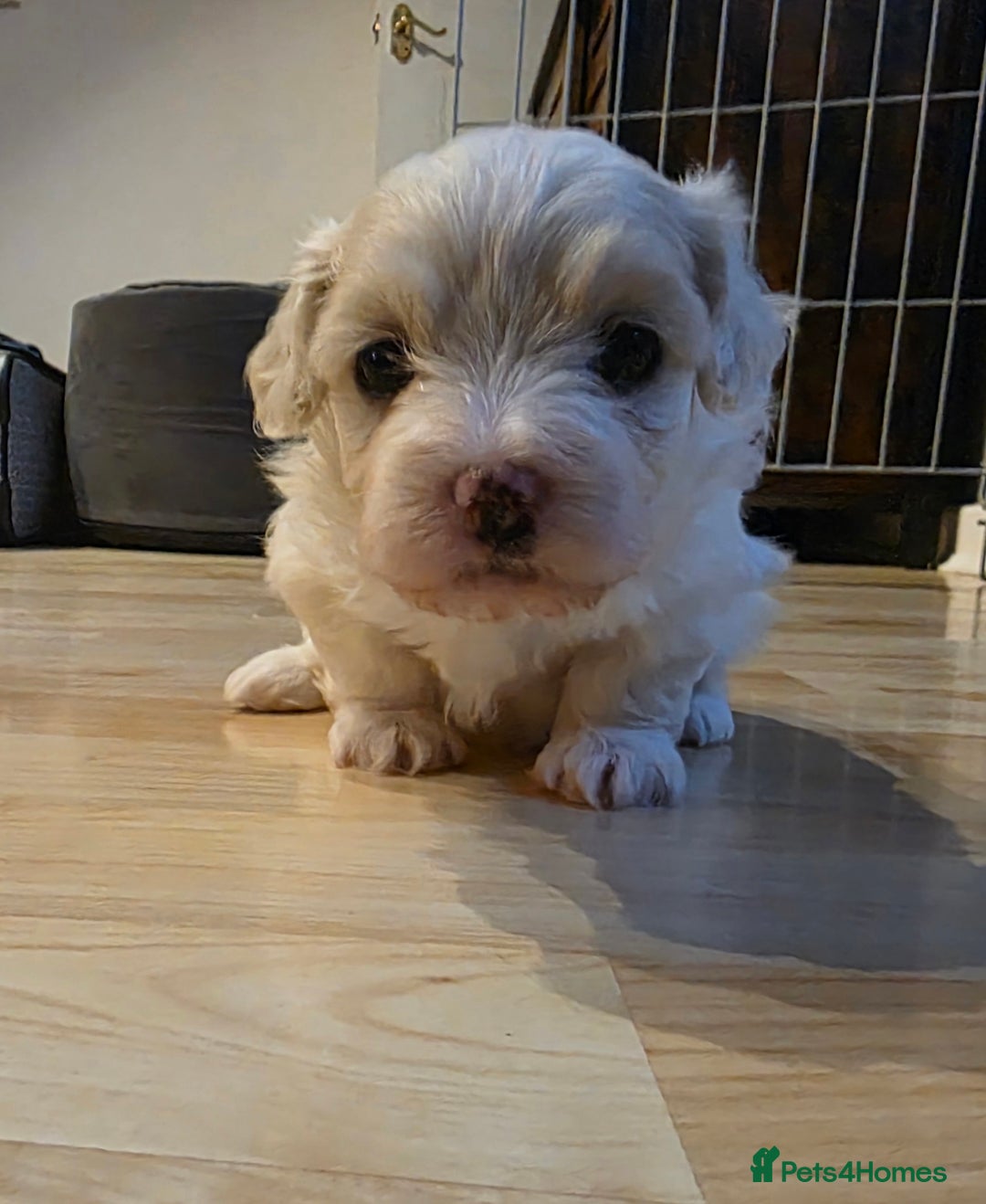 Mixed Breed dogs for sale: Beautiful bichon maltese puppys - Image 3