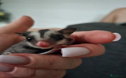 Sugar Glider rodents for sale: Boy and Girl Sugar gliders - Image 4