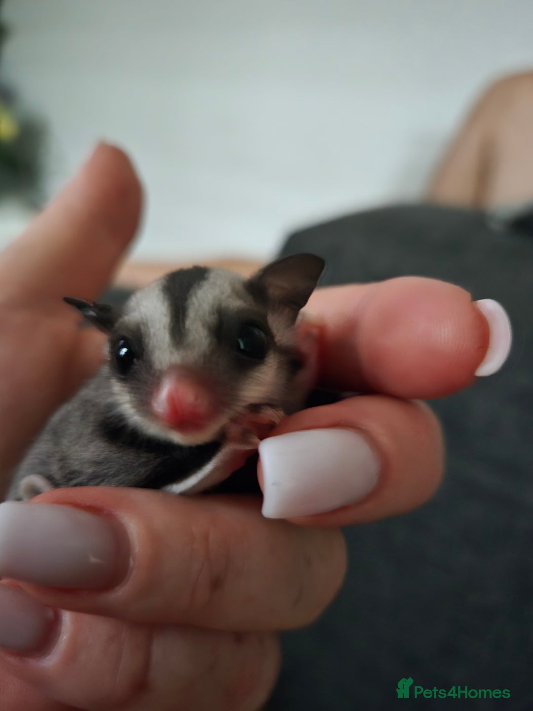 Sugar Glider rodents for sale: Boy and Girl Sugar gliders - Image 4