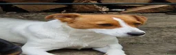 Jack Russell dogs for sale: Dutton is looking for a loving forever home - Advert 4