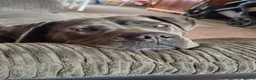 Cane Corso dogs for sale: Cane Corso - Advert 2
