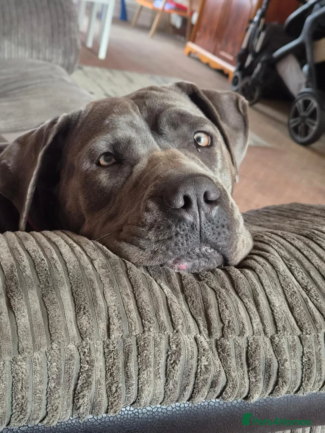Cane Corso dogs for sale: Cane Corso - Advert 2