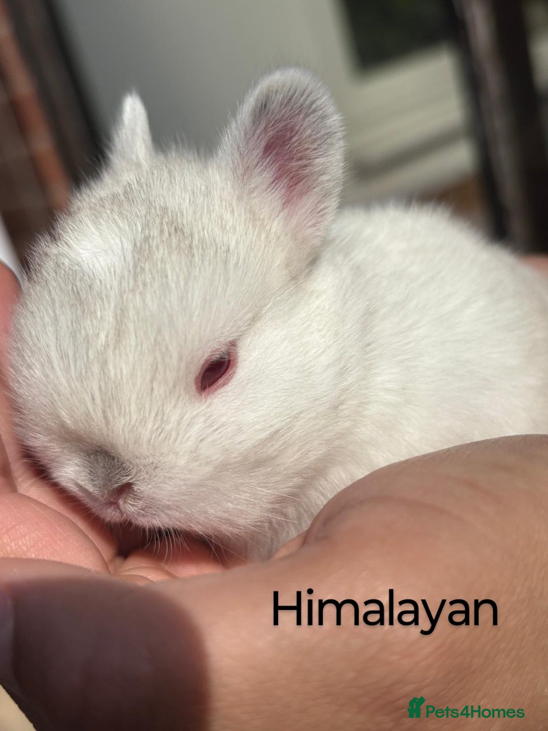 Netherland Dwarf rabbits for sale: Netherland dwarf buck 💙 in Loughborough - Image 13