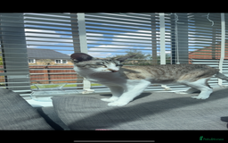 Peterbald cats for sale: Theo and Lewis (ginger )  - Image 4
