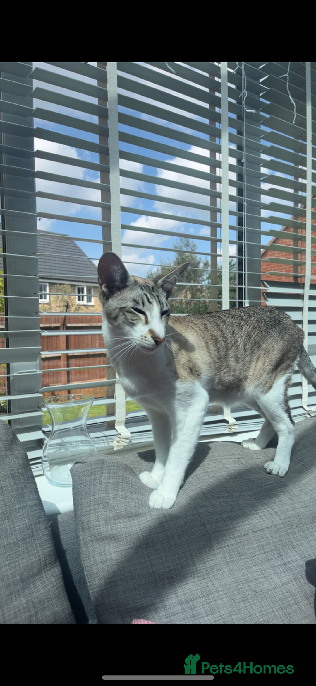 Peterbald cats for sale: Theo and Lewis (ginger )  - Image 4