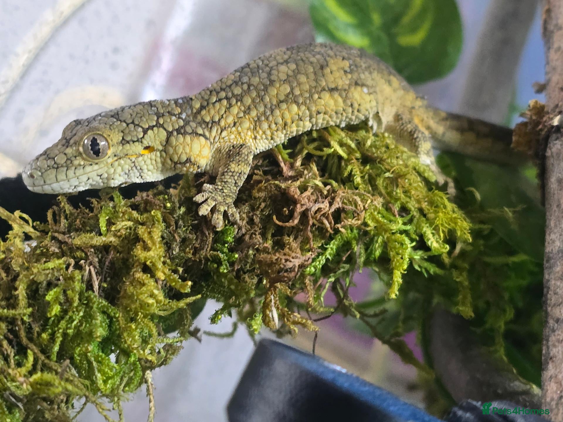 Gecko reptiles Chameleon Gecko babies  - Advert 10