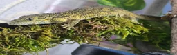 Gecko reptiles for sale: Chameleon Gecko babies  - Advert 1