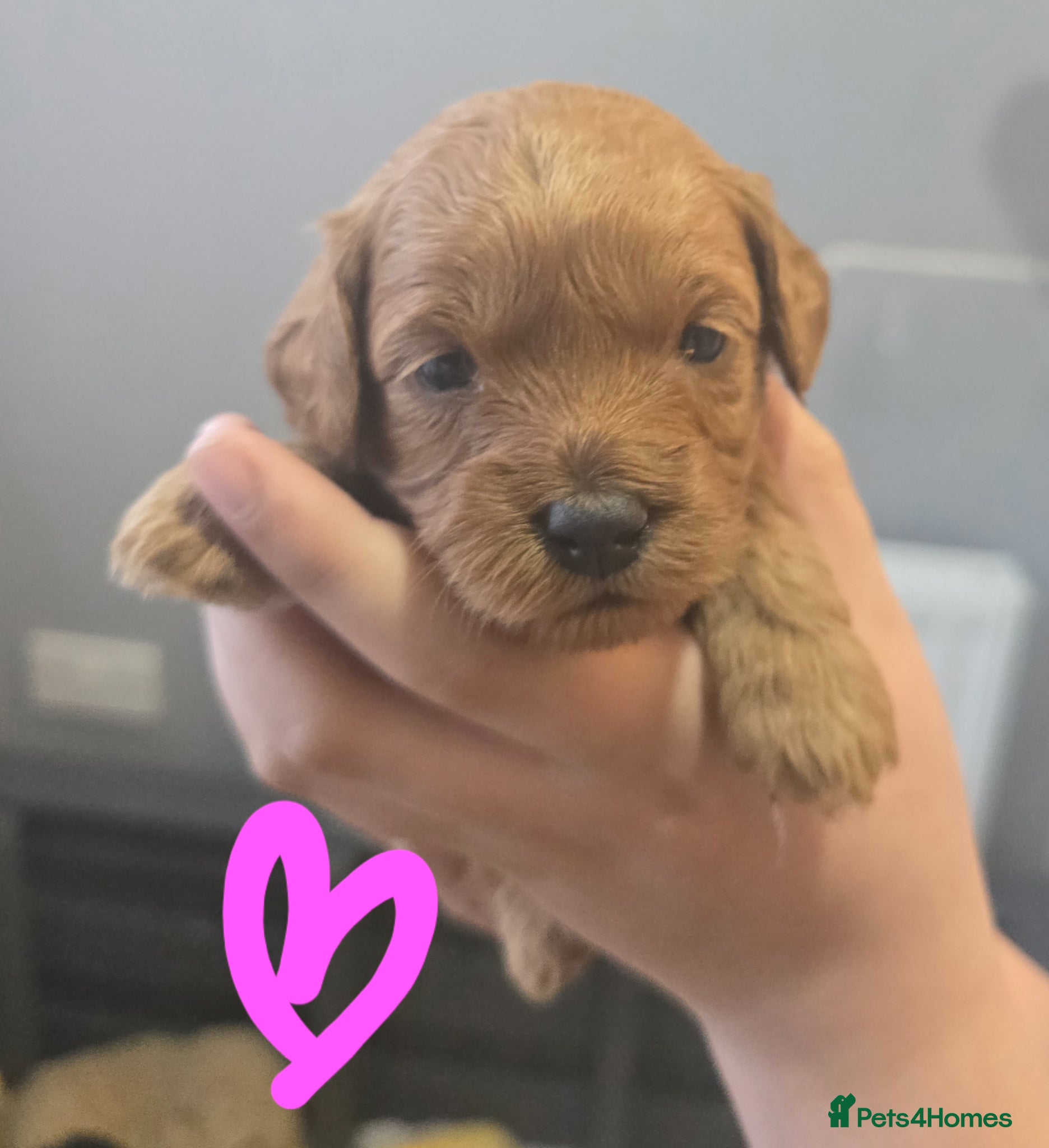 Mixed Breed dogs for sale: Toy poodle x Mini Poodle in Sheffield - Advert 9