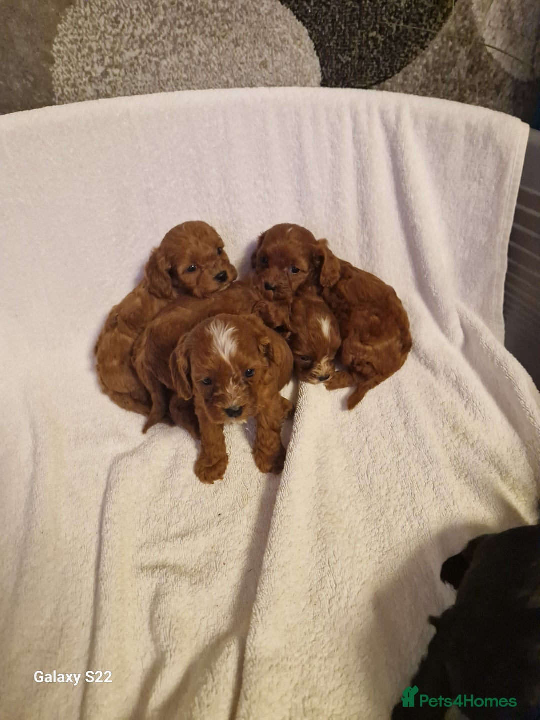 Cavapoo dogs for sale: Fox Red Cavapoo F1 Puppies  - Image 17
