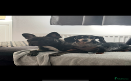 French Bulldog dogs for sale: French bulldog girl - Advert 2