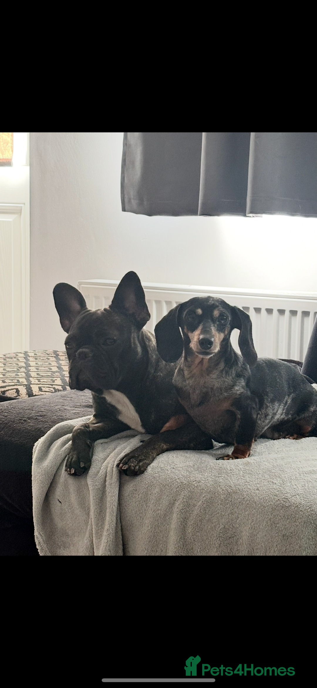 French Bulldog dogs for sale: French bulldog girl - Advert 2