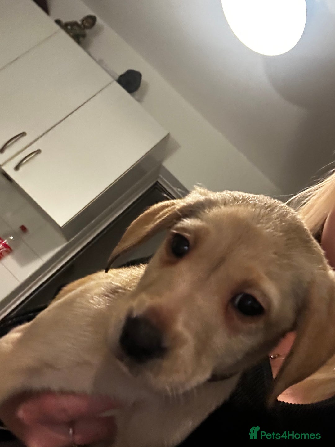 Labrador Retriever dogs for sale: BEAUTIFUL Female Labrador Puppy - Advert 2