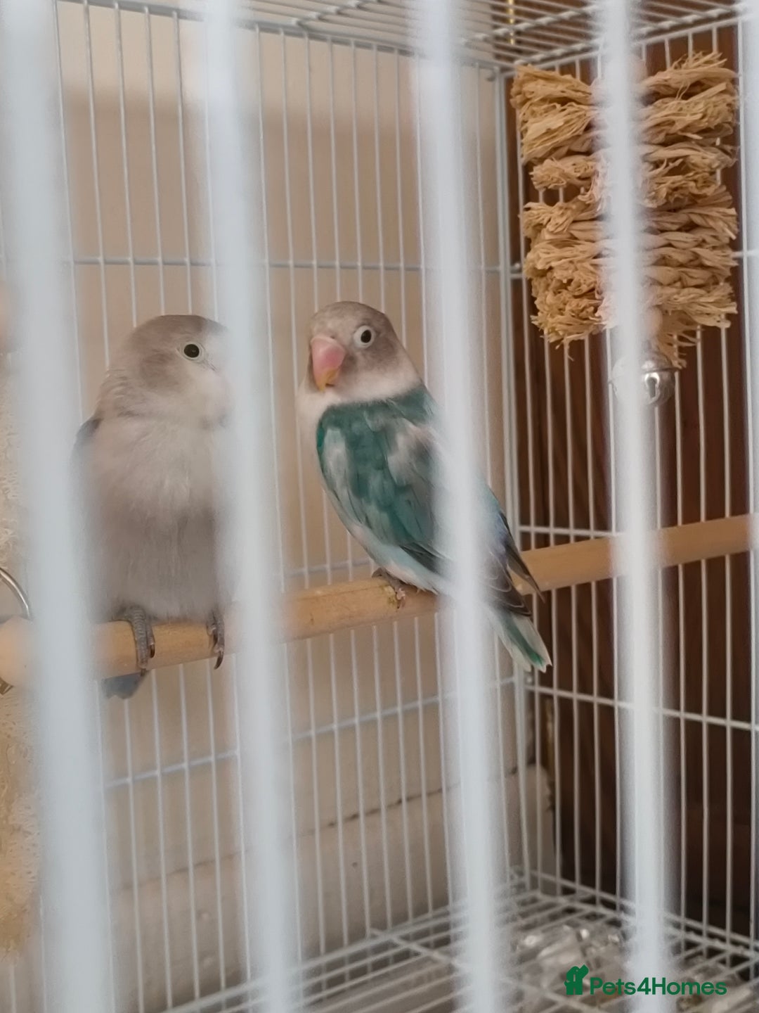 Lovebirds birds for sale: *AVAILABLE* 2 Lovebirds + Cage + Food! in West Bromwich - Image 2