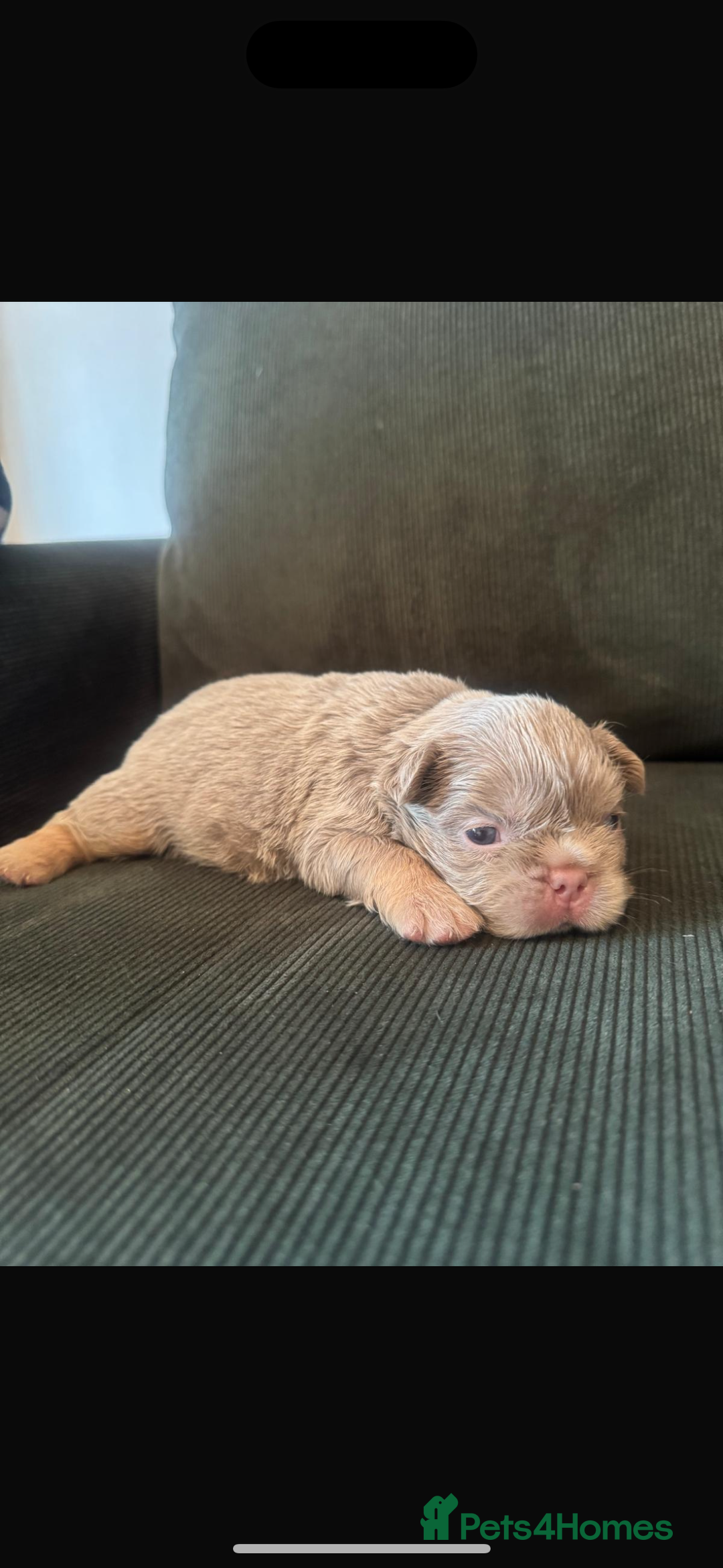 French Bulldog dogs for sale: New shade fluffy frenchies - Image 3