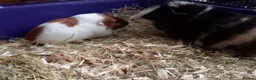 Guinea Pig rodents for sale: Male Guinea Pig pairs - Advert 2