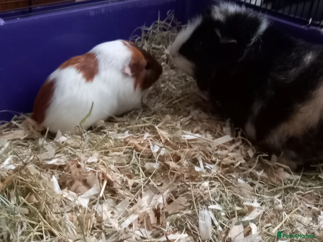Guinea Pig rodents for sale: Male Guinea Pig pairs - Advert 2