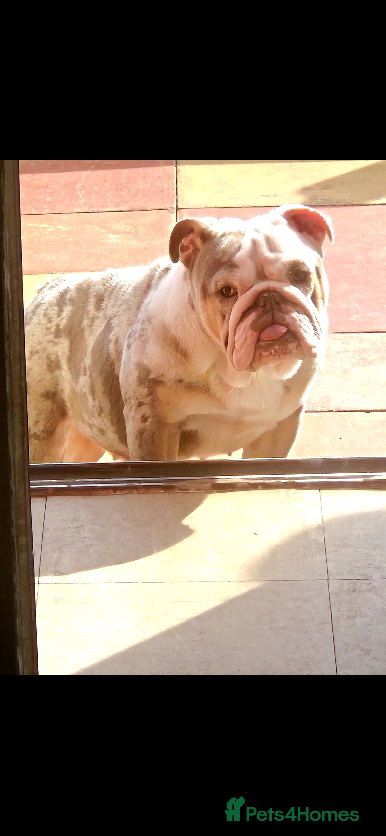 English Bulldog dogs Bulldog needs rehoming  - Advert 1