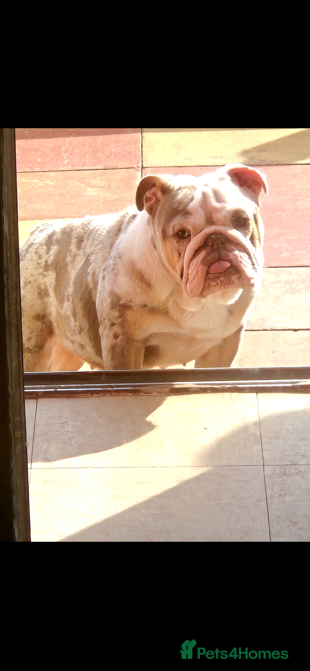 English Bulldog dogs for sale: Bulldog needs rehoming  - Advert 1