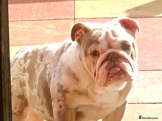 English Bulldog dogs Bulldog needs rehoming - Advert 1