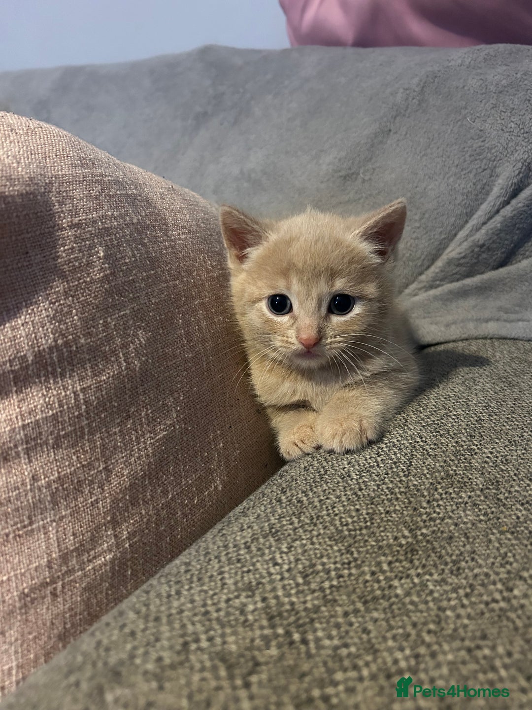 British Shorthair cats for sale: 2 kittens available again - Advert 2