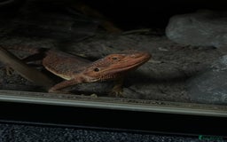 Bearded Dragon reptiles for sale: Bearded dragon 6yrs - Image 2
