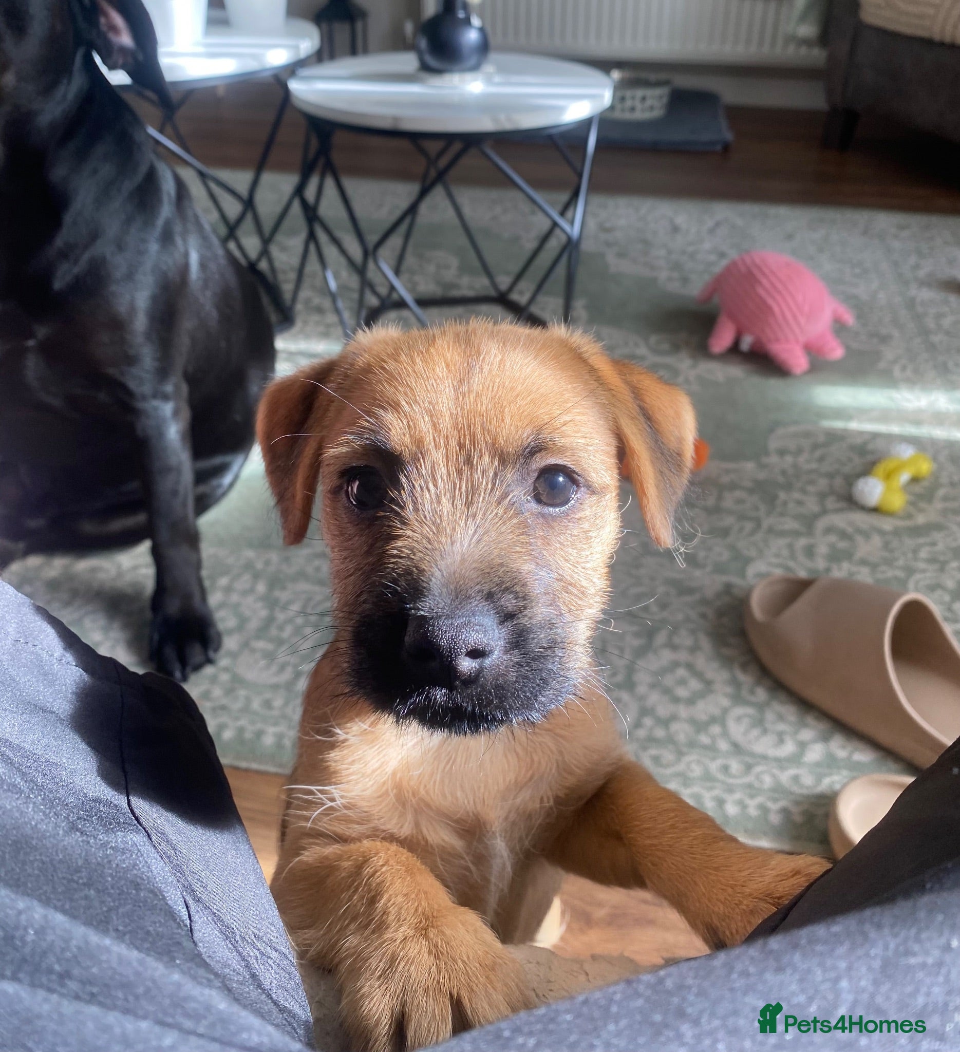 Mixed Breed dogs Last male Border/Cairn Terriers - Advert 12