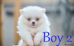 Pomeranian dogs for sale: KC Pomeranian puppies (Korean lines) - Image 27