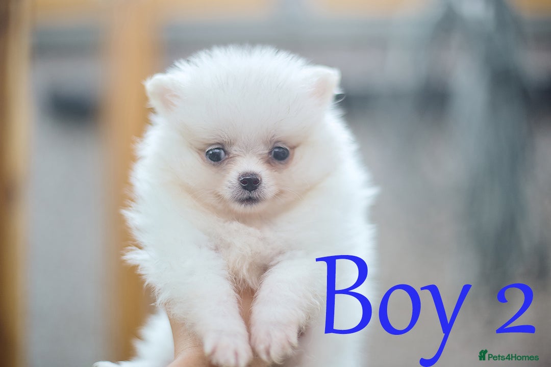 Pomeranian dogs for sale: KC Pomeranian puppies (Korean lines) - Image 27
