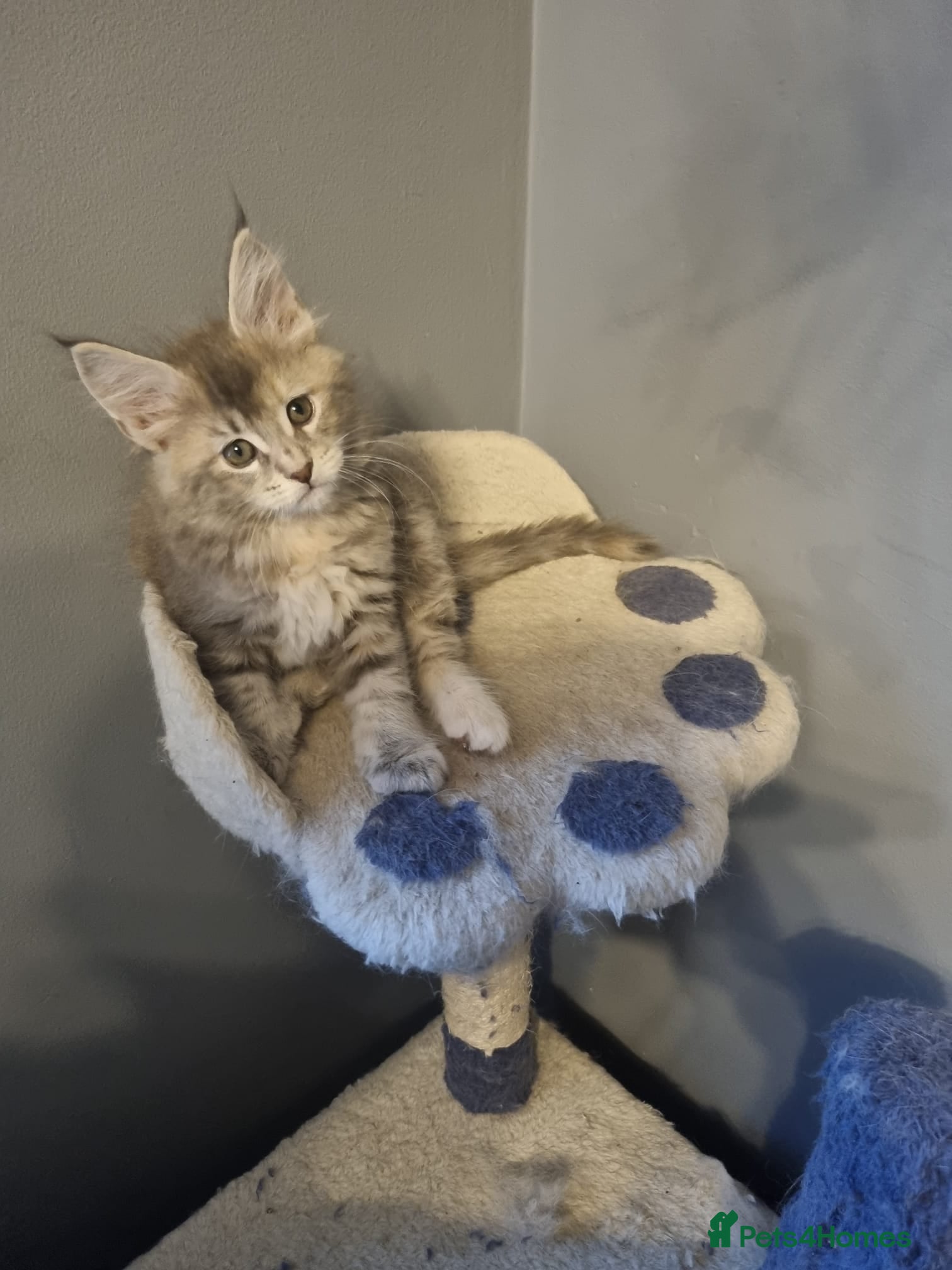 Maine Coon cats GCCF Regestered Maine Coon Kittens - Advert 12