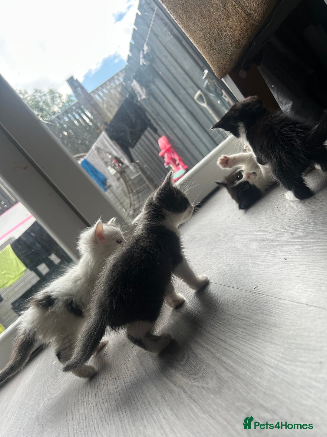 Maine Coon cats for sale: Kittens for sale  - Image 20