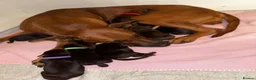 Dobermann dogs for sale: 6 month old Dobermann hybrid  - Advert 19