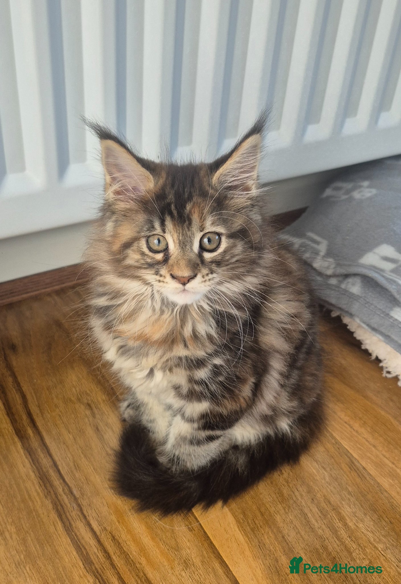 Maine Coon cats Stunning maine coon girl - Advert 1