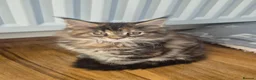 Maine Coon cats for sale: Stunning maine coon girl - Advert 9