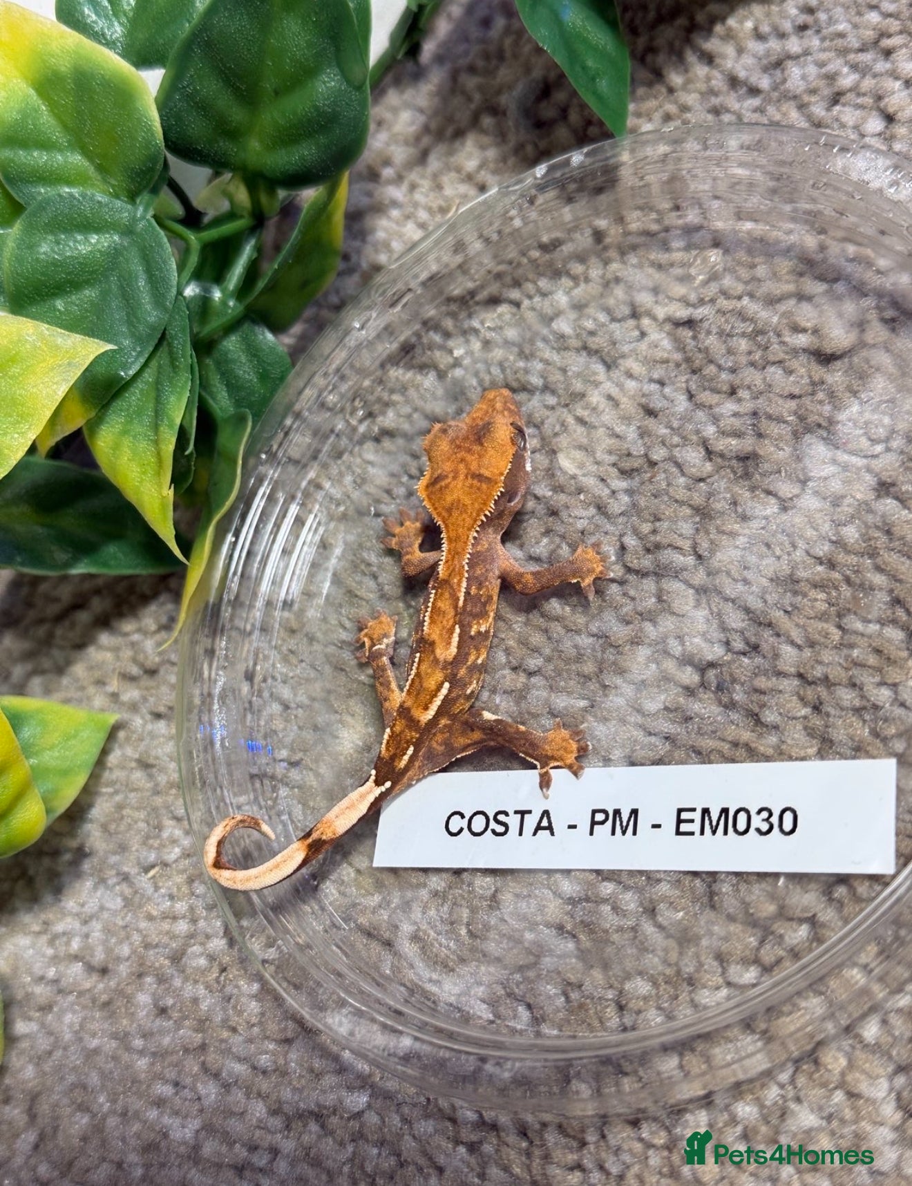 Gecko reptiles Multiple crested geckos for sale  - Advert 18