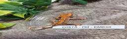 Gecko reptiles for sale: Multiple crested geckos for sale  - Advert 1