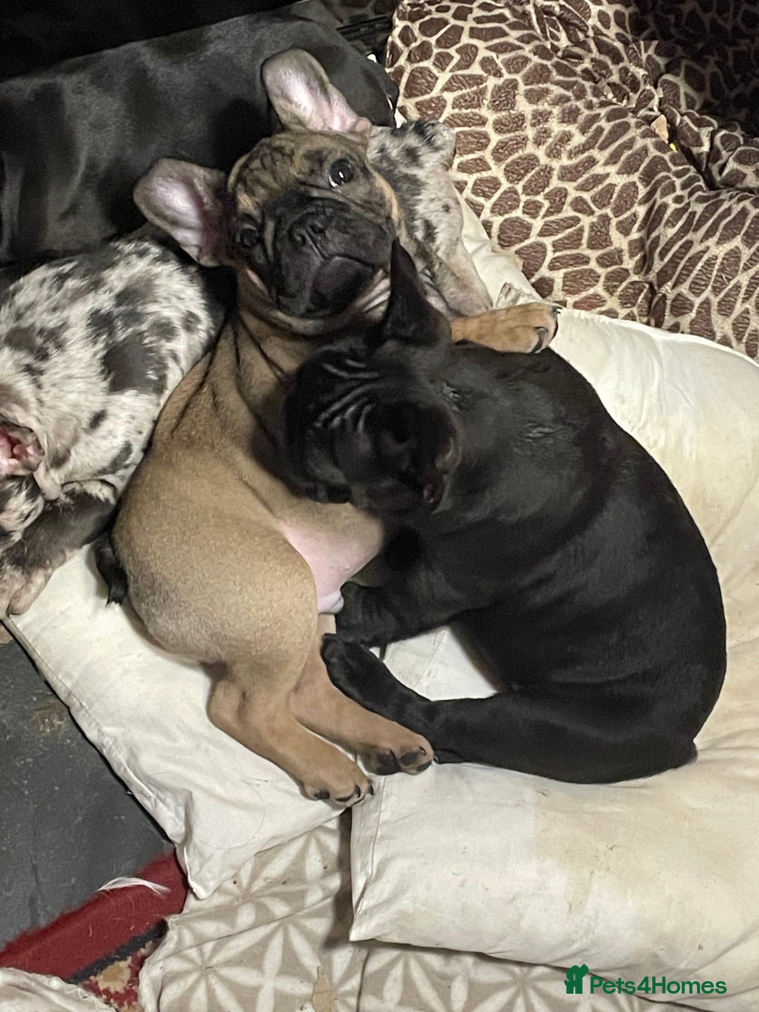 French Bulldog dogs for sale: Two boys left - Advert 4