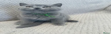Kitten 2 - green collar boy