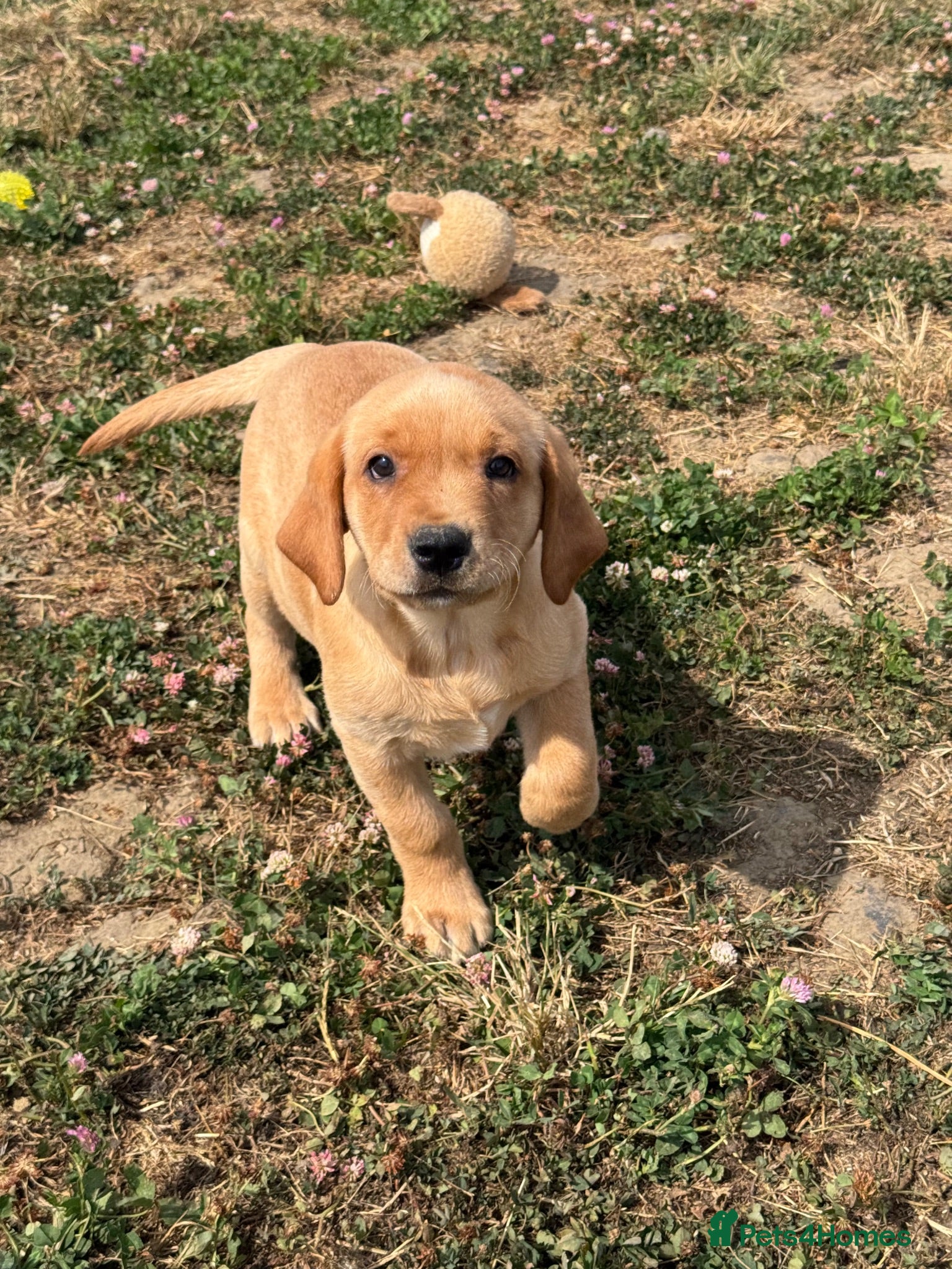 Labrador Retriever dogs Ready Boys - Fully health tested parents KC 💛🧡 - Advert 2