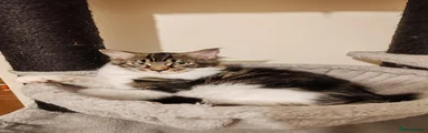 Black tabby with white girl