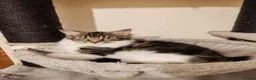 Maine Coon cats for sale: Lovely maine coon kittens - Advert 21