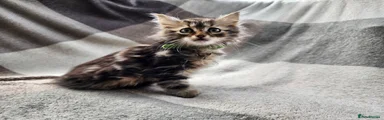 Siberian 4