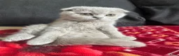 Scottish Fold cats for sale: Scottish fold/straight kittens - Advert 3
