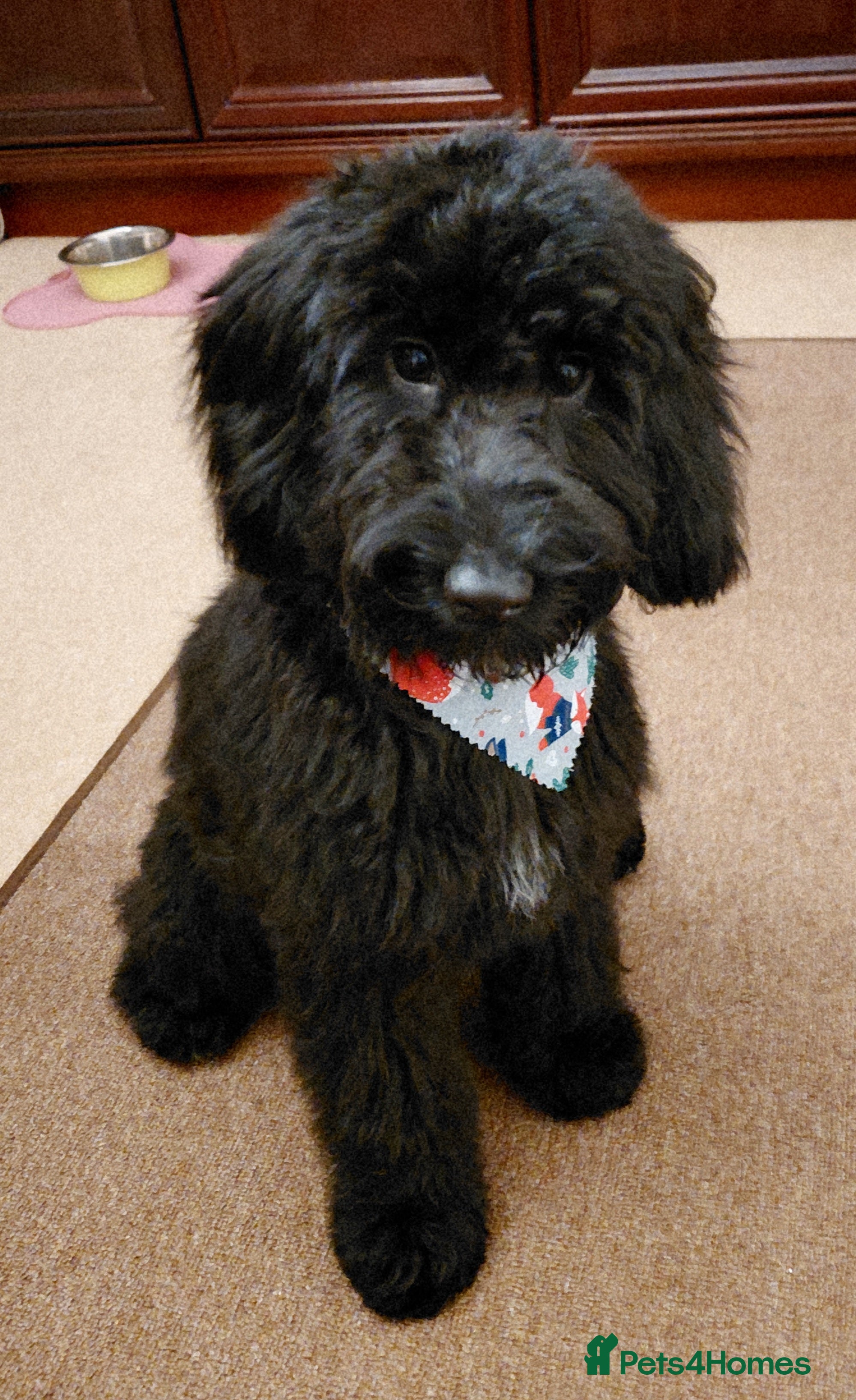 Cockapoo dogs Beautiful Cockapoo Puppy - Advert 1