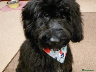 Cockapoo dogs Beautiful Cockapoo Puppy - Advert 1