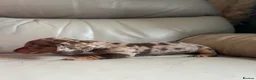 Miniature Dachshund dogs for sale: 3 Gorgeous Smooth Coat Miniature Dachshund Puppies - Advert 15
